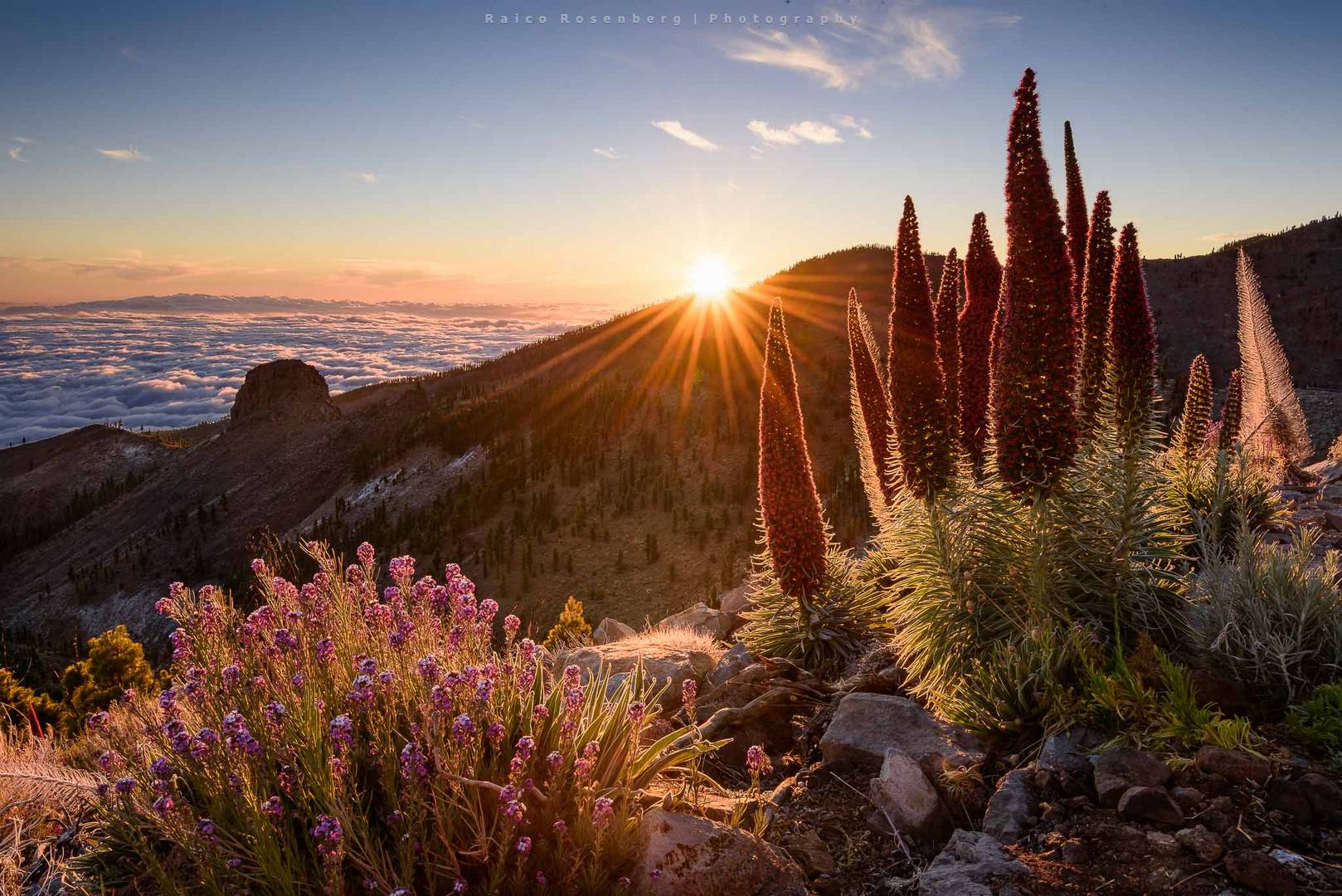 Tajinaste pflanzen, Teneriffa