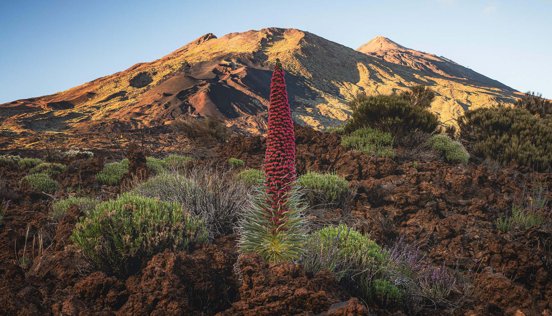 Tajinaste rojo, Echium wildpretii, Cañadas del Teide, Tenerife