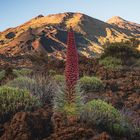 Tajinaste rojo, Echium wildpretii, Cañadas del Teide, Tenerife