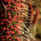 Tajinaste rojo, Echium wildpretii, Cañadas del Teide, Tenerife