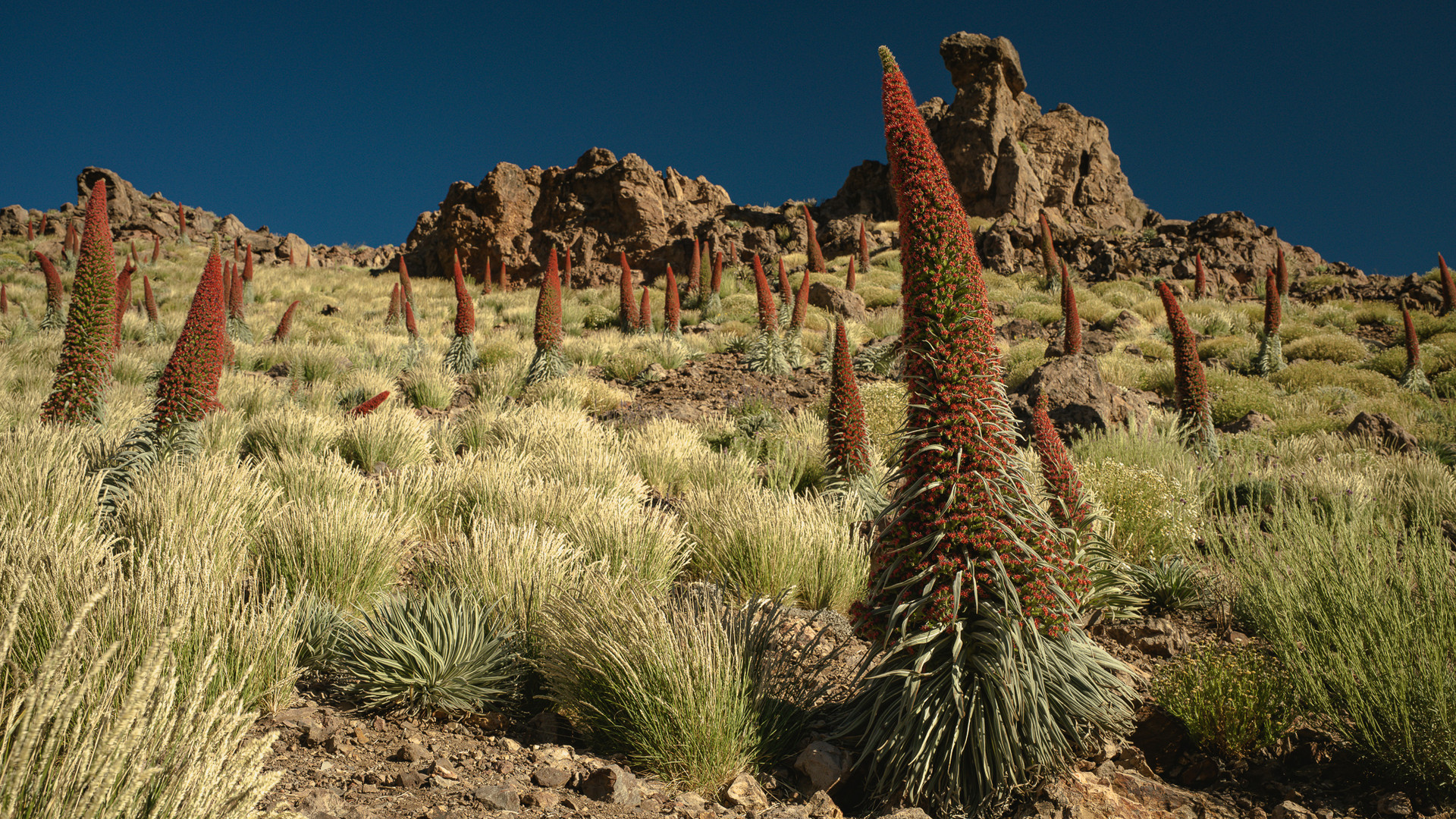 Tajinaste rojo, Echium wildpretii, Cañadas del Teide, Tenerife