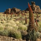 Tajinaste rojo, Echium wildpretii, Cañadas del Teide, Tenerife