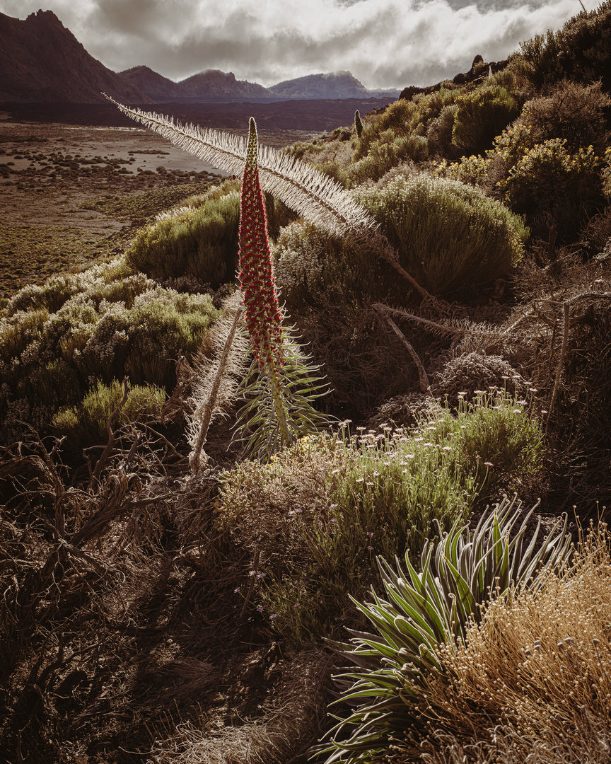 Tajinaste rojo, Echium wildpretii, Cañadas del Teide, Tenerife