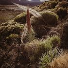 Tajinaste rojo, Echium wildpretii, Cañadas del Teide, Tenerife