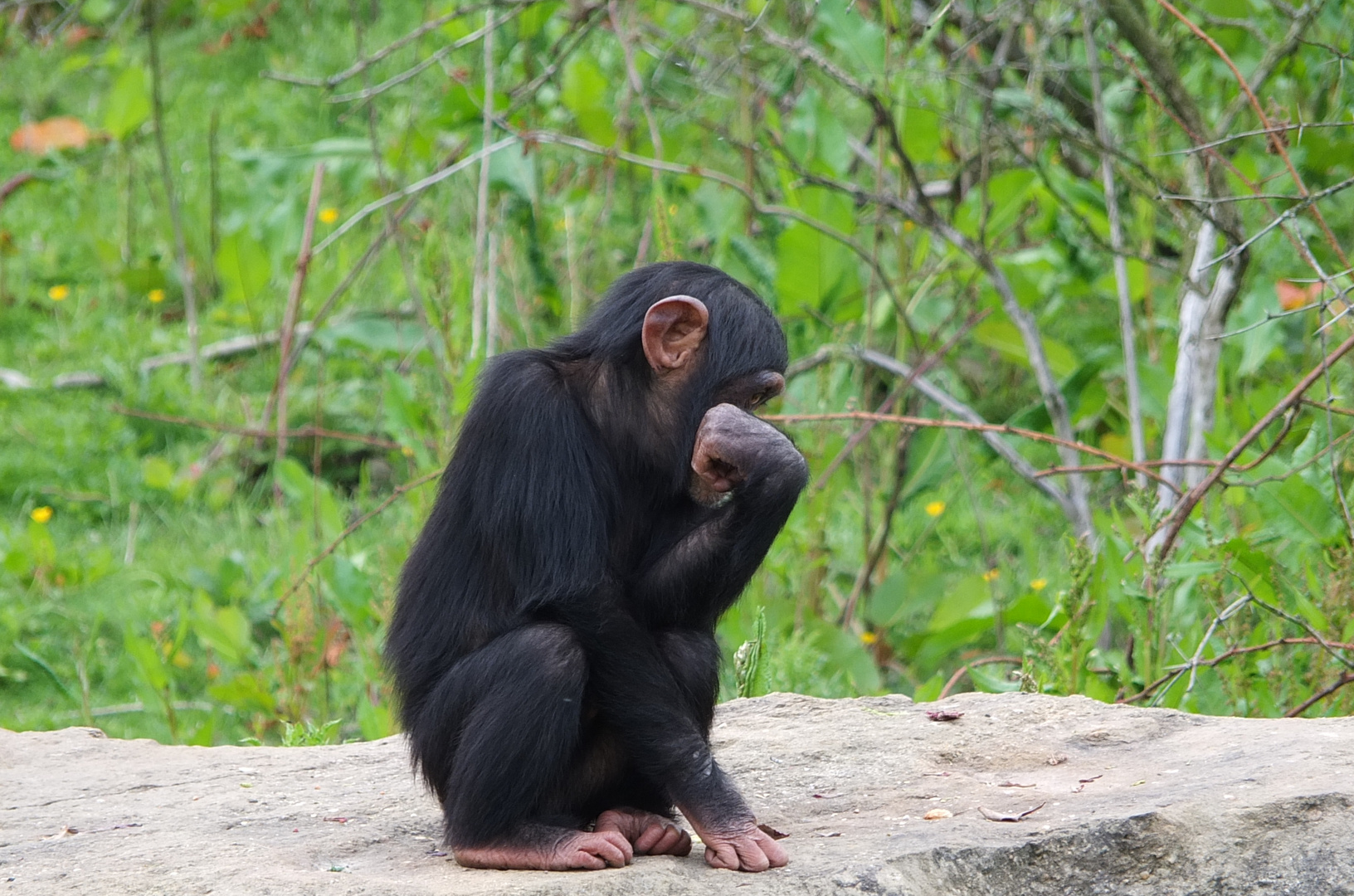 Takamanda - Zoo Osnabrück