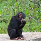 Takamanda - Zoo Osnabrück