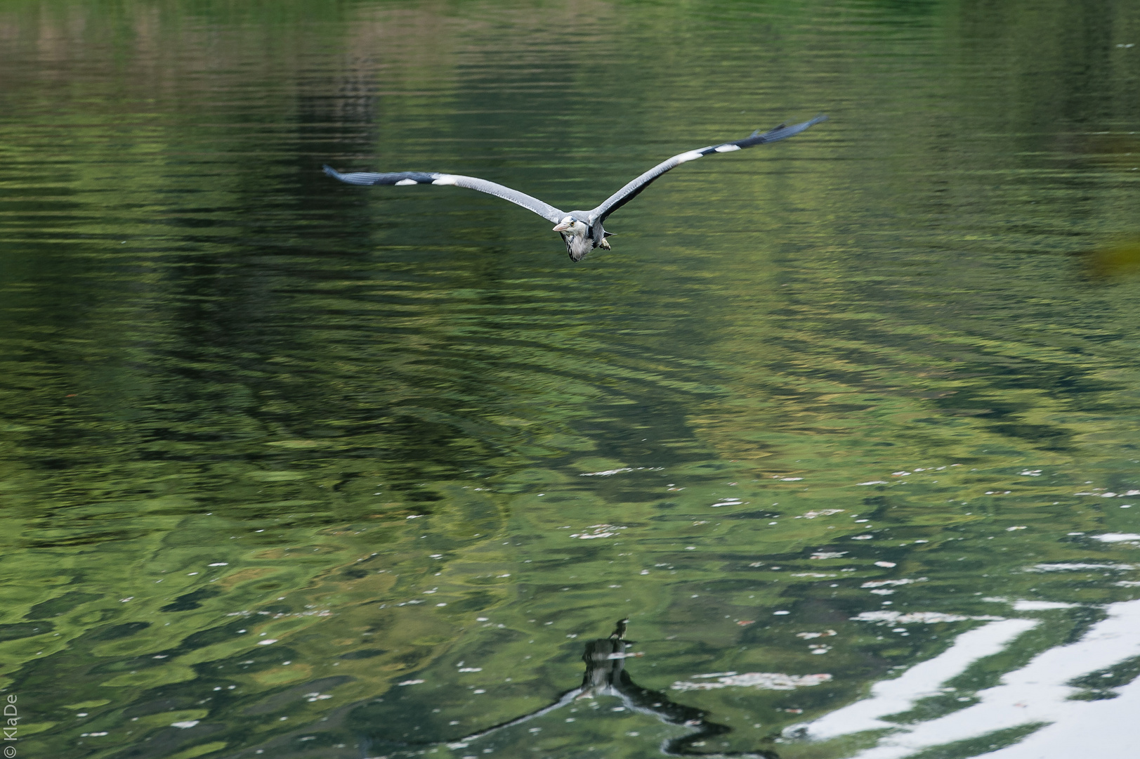 Takamatsu - Ritsurin-Koen - Fischreiher im Anflug