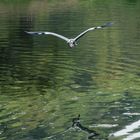 Takamatsu - Ritsurin-Koen - Fischreiher im Anflug