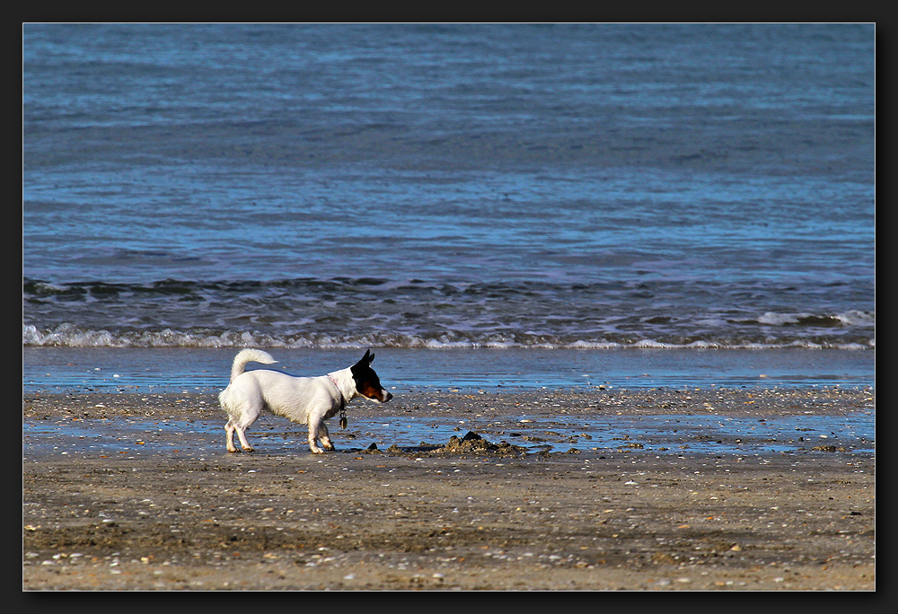 Takapuna Beach Walk - Warten auf Godot...