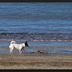 Takapuna Beach Walk - Warten auf Godot...