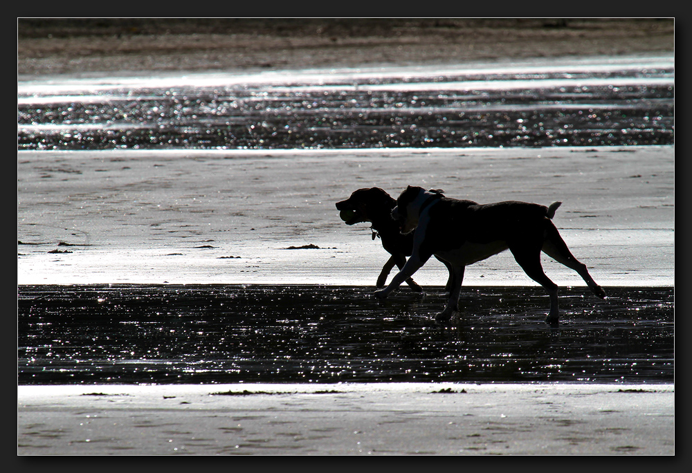 Takapuna Beach Walk - Zwei Hunde und ein Ball