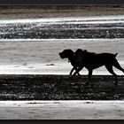 Takapuna Beach Walk - Zwei Hunde und ein Ball