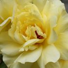 take a closer look to the secrets of a rose