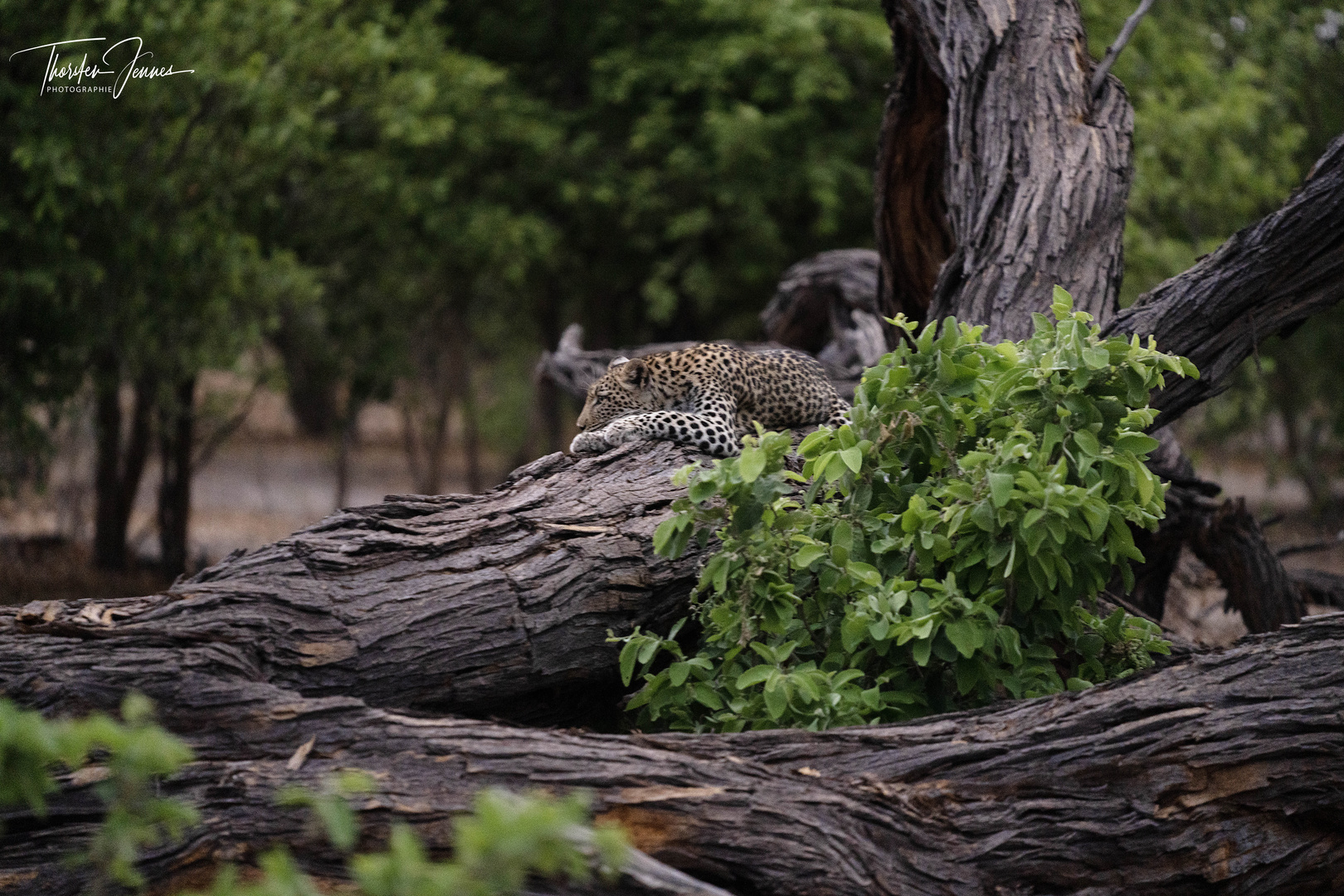 Take a nap on the tree Kopie