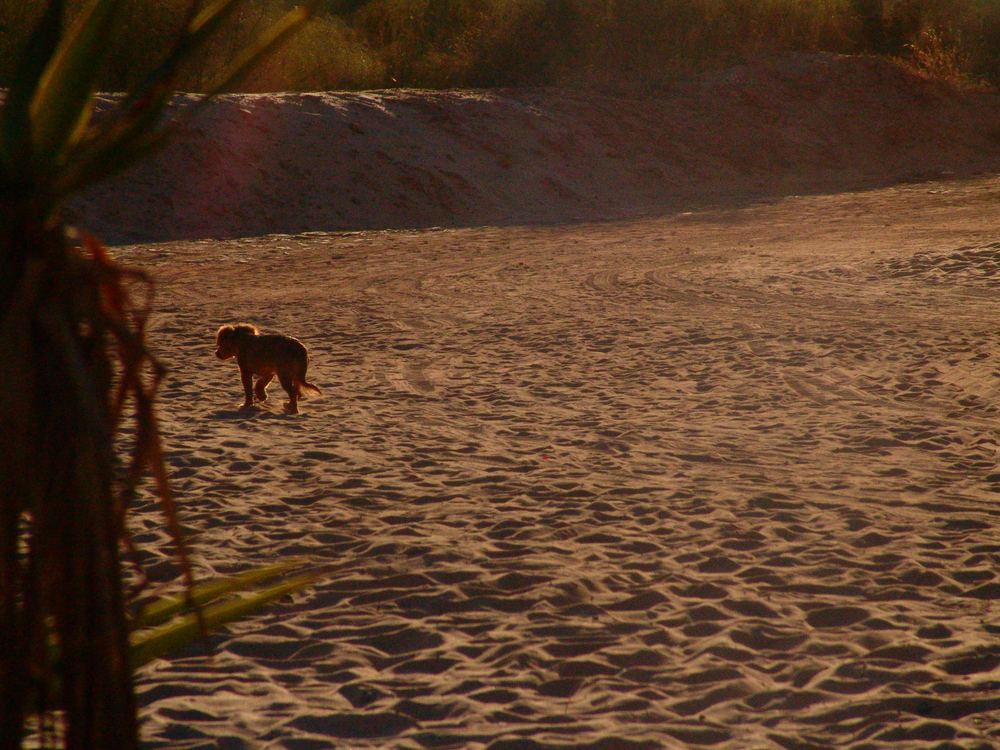 take a walk on the beach , doggy!!