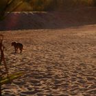 take a walk on the beach , doggy!!