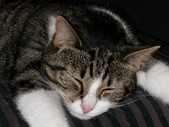 Take it easy ) Foto & Bild tiere, haustiere, katzen Bilder auf