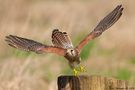 take off by boris belgium 