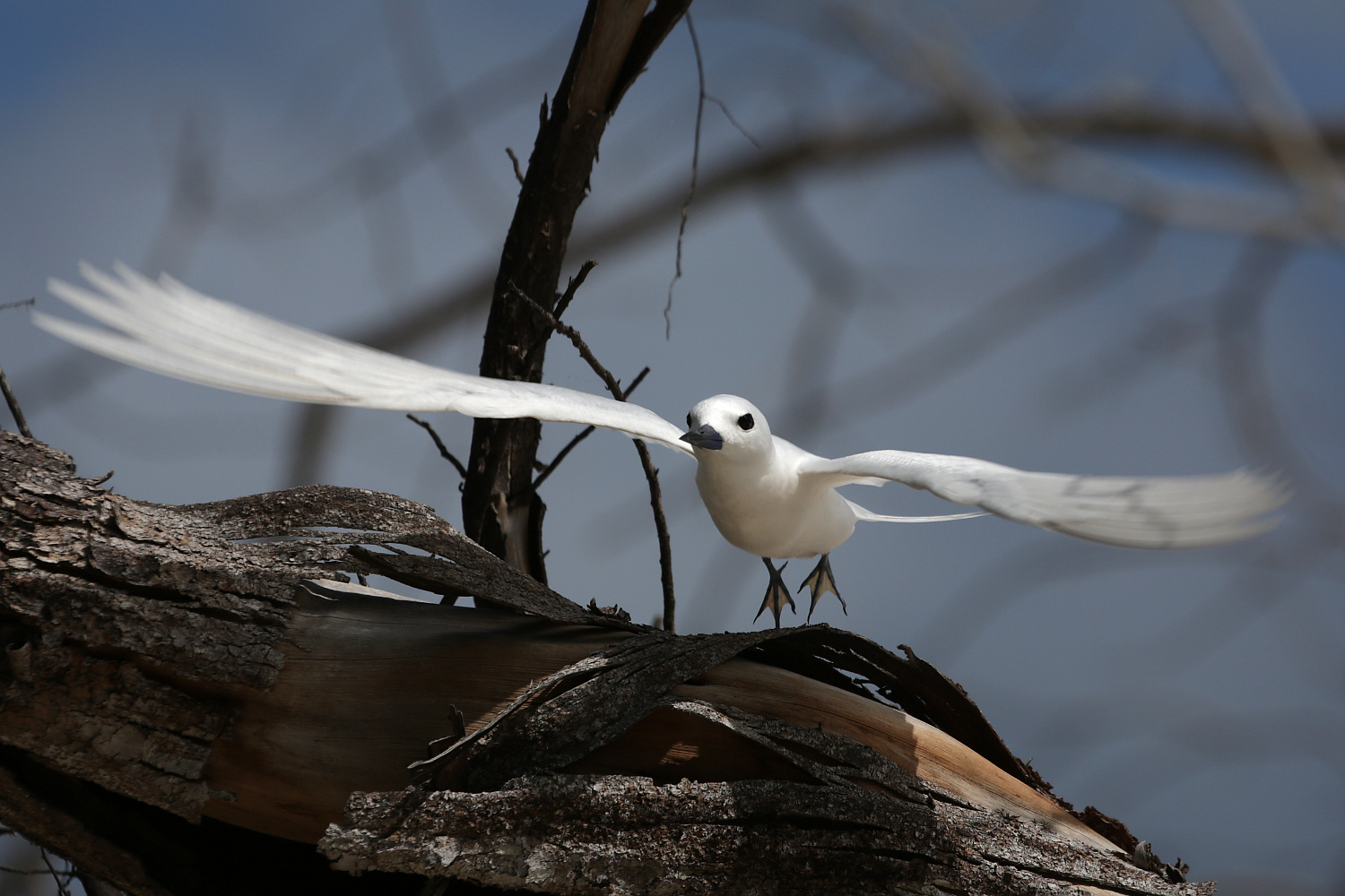 Take-off