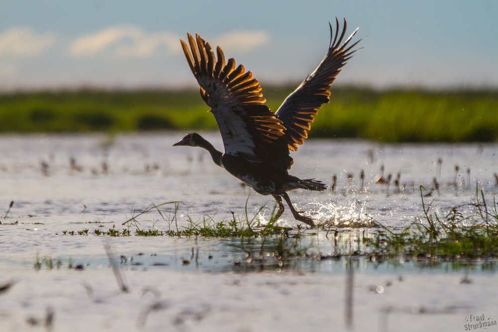 Take OFF II Sporen Gans (Spur-winged-Goose)