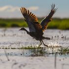 Take OFF II Sporen Gans (Spur-winged-Goose)