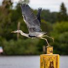 Take off im Yachthafen Potsdam