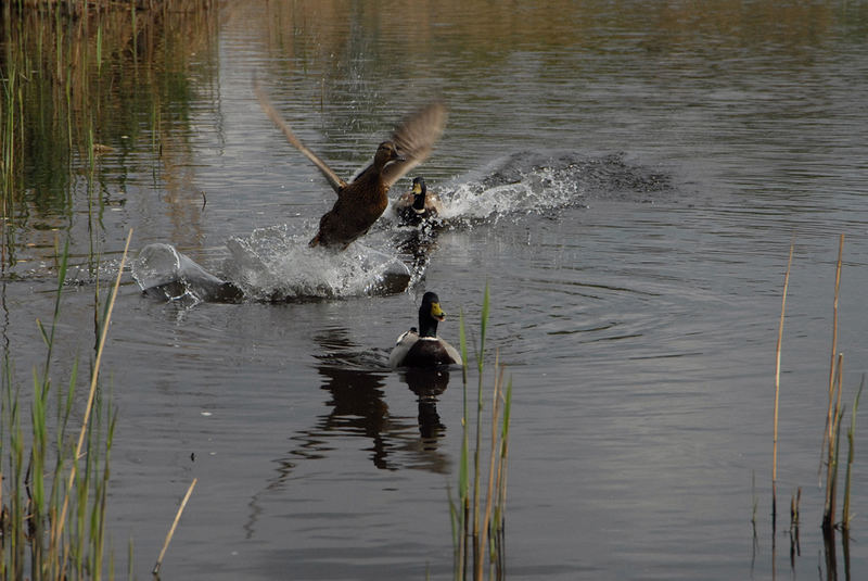 Take-off of the Duck