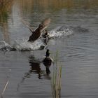 Take-off of the Duck