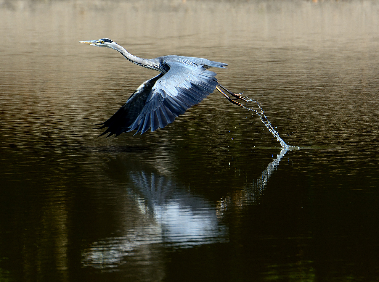 Take-off vom Teich