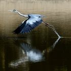 Take-off vom Teich