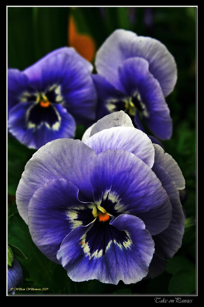 Take on Pansies