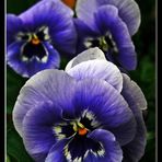 Take on Pansies