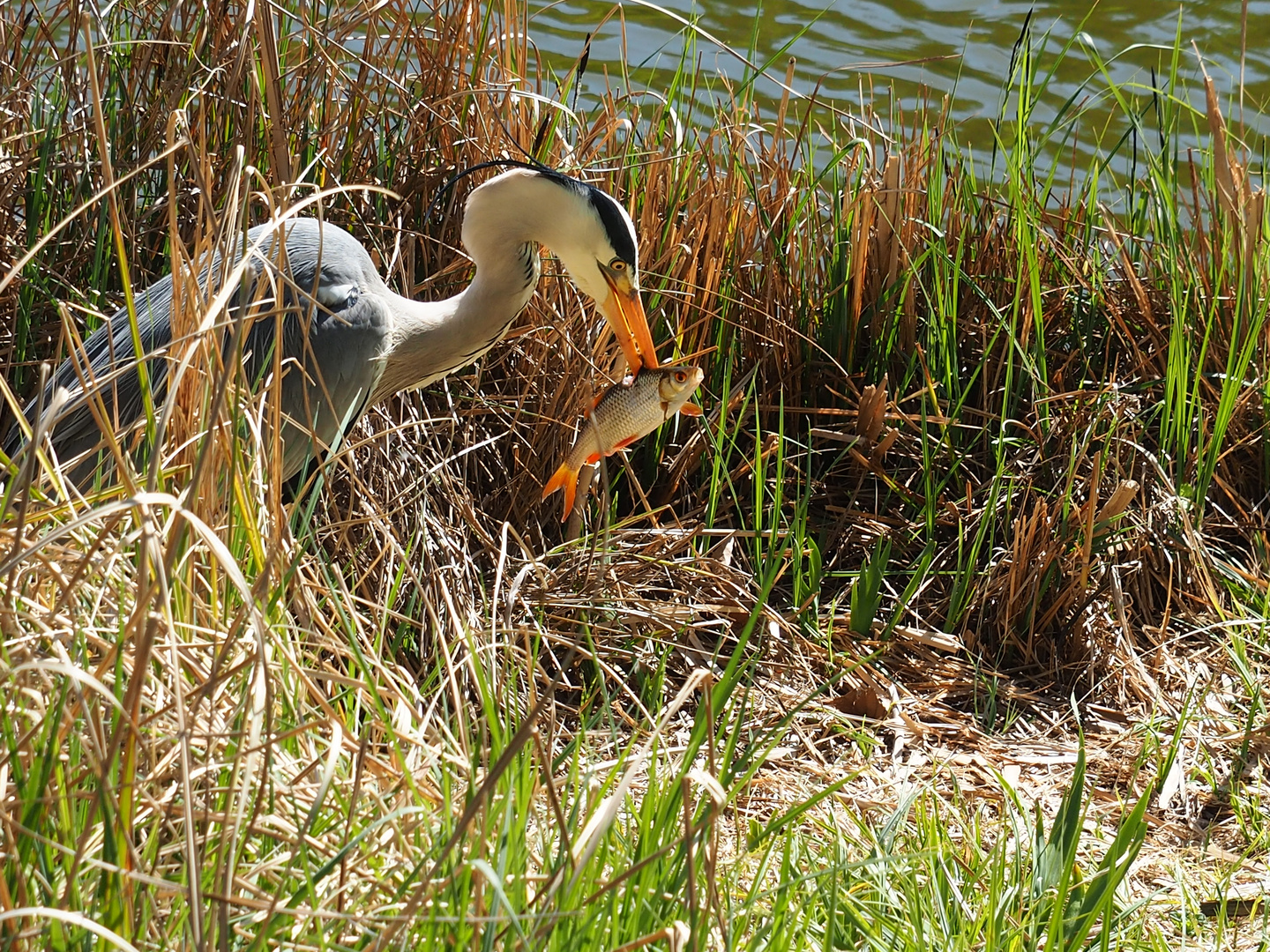 Takeaway am Lietzensee