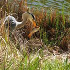 Takeaway am Lietzensee