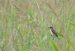 Taken from a distance, among the grasses