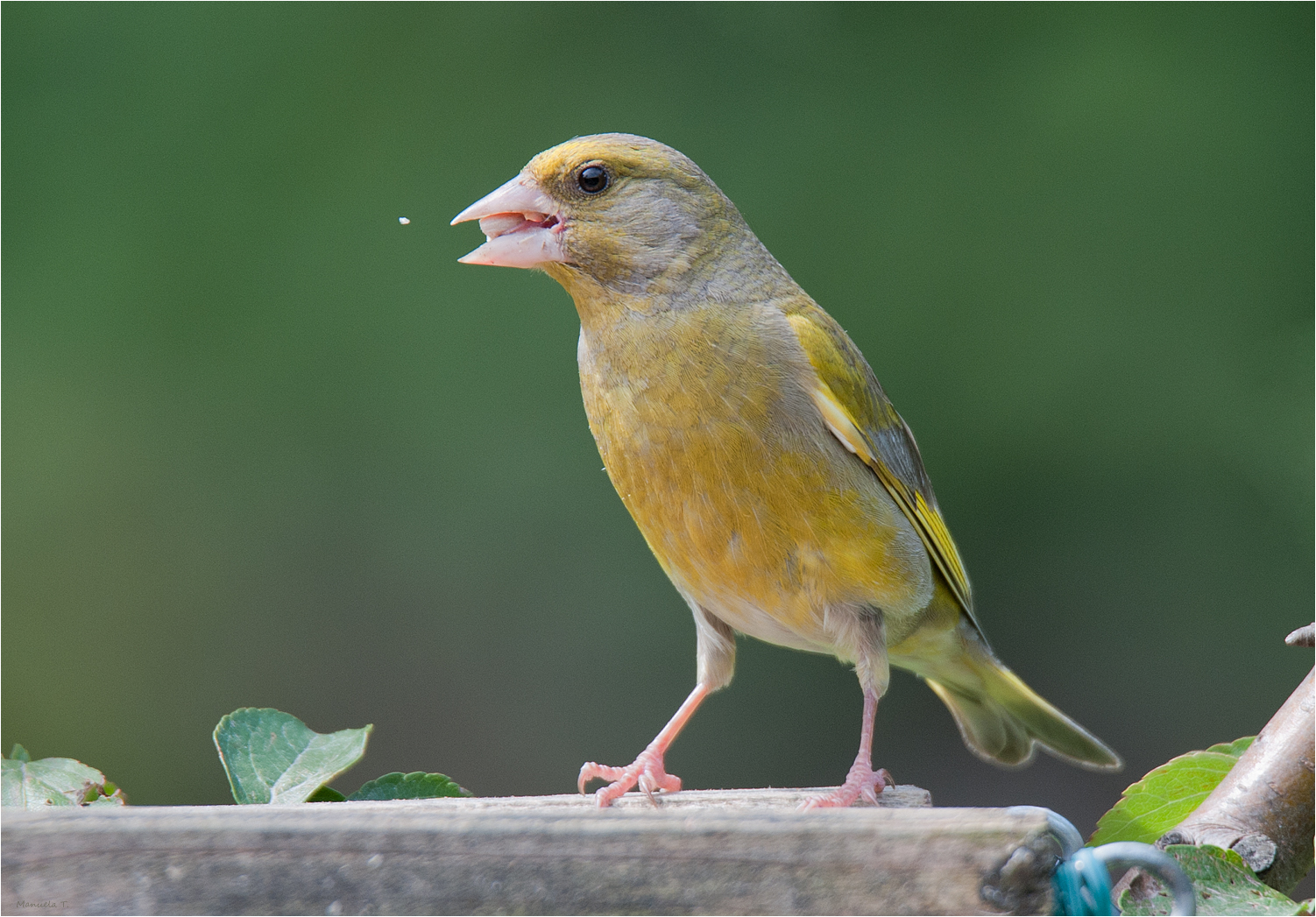 taken in our garden....