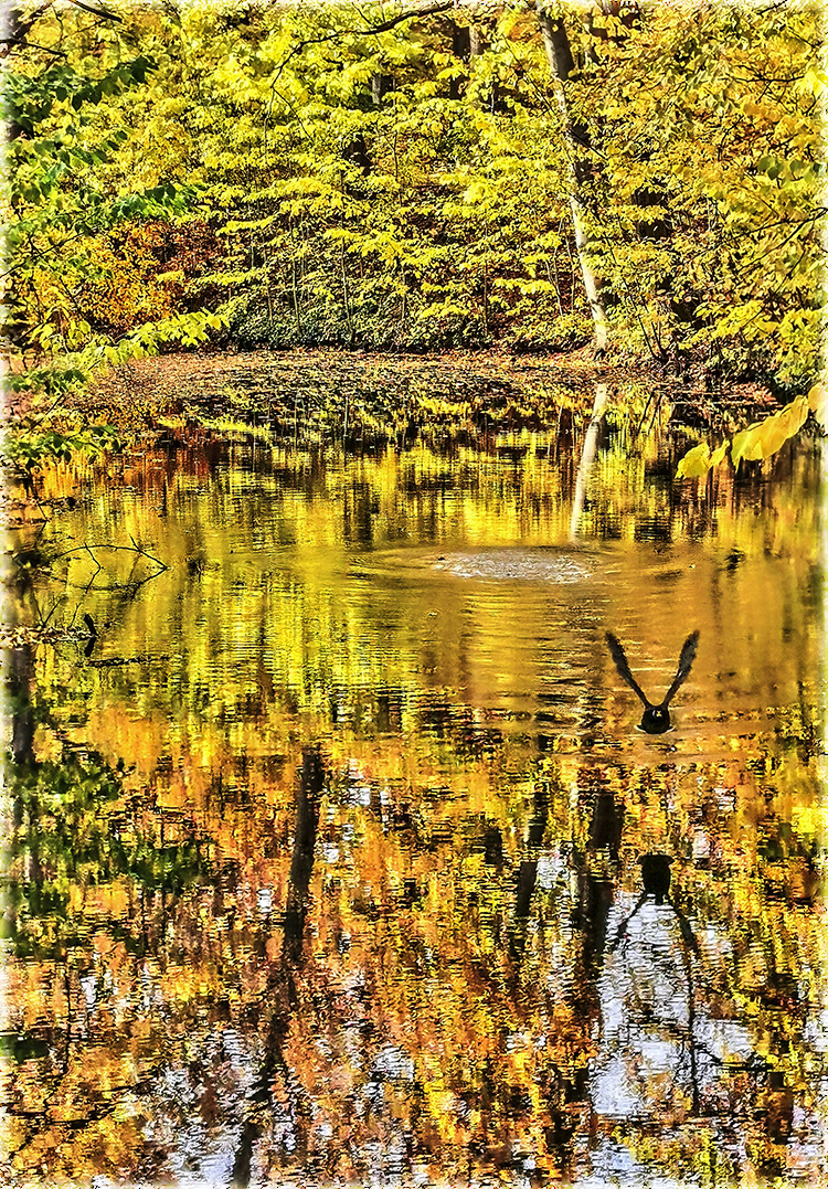 Takeoff Foto & Bild spezial, brandenburg, teich Bilder auf