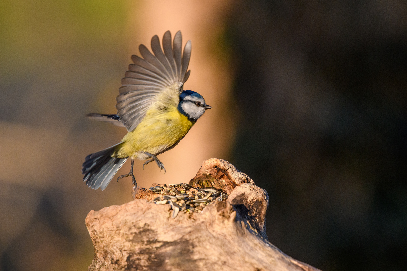 Takeoff / Blaumeise