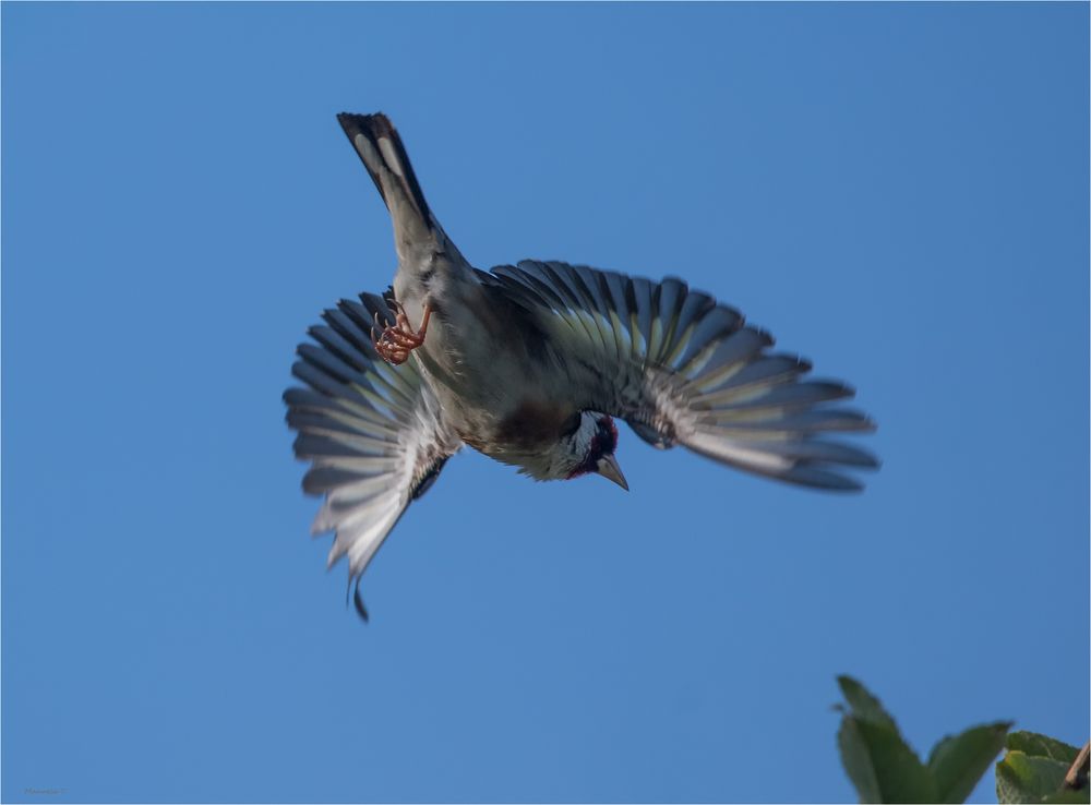 takeoff , head first