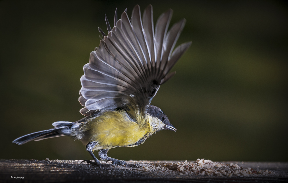 Takeoff Kohlmeise