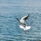 Takeoff of a seagull