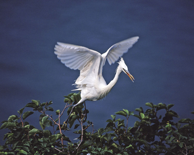 TAKEOFF(EGRET)