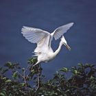 TAKEOFF(EGRET)