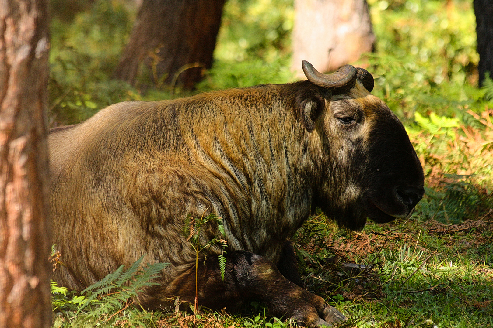 Takin im Tierpark bei Thimphu