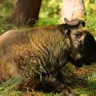 Takin im Tierpark bei Thimphu