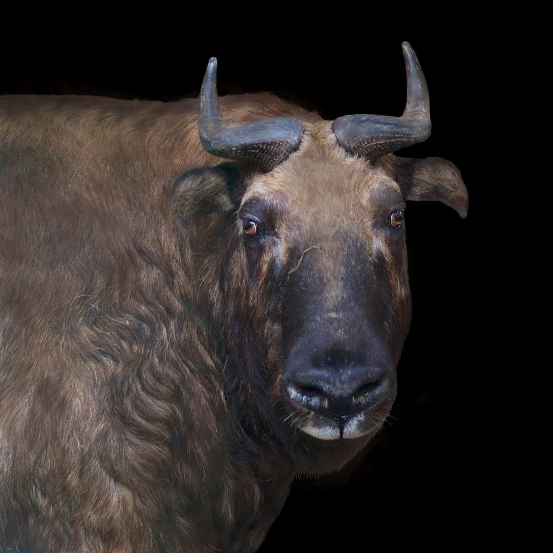 TakinPorträt Foto & Bild tiere, zoo, wildpark & falknerei