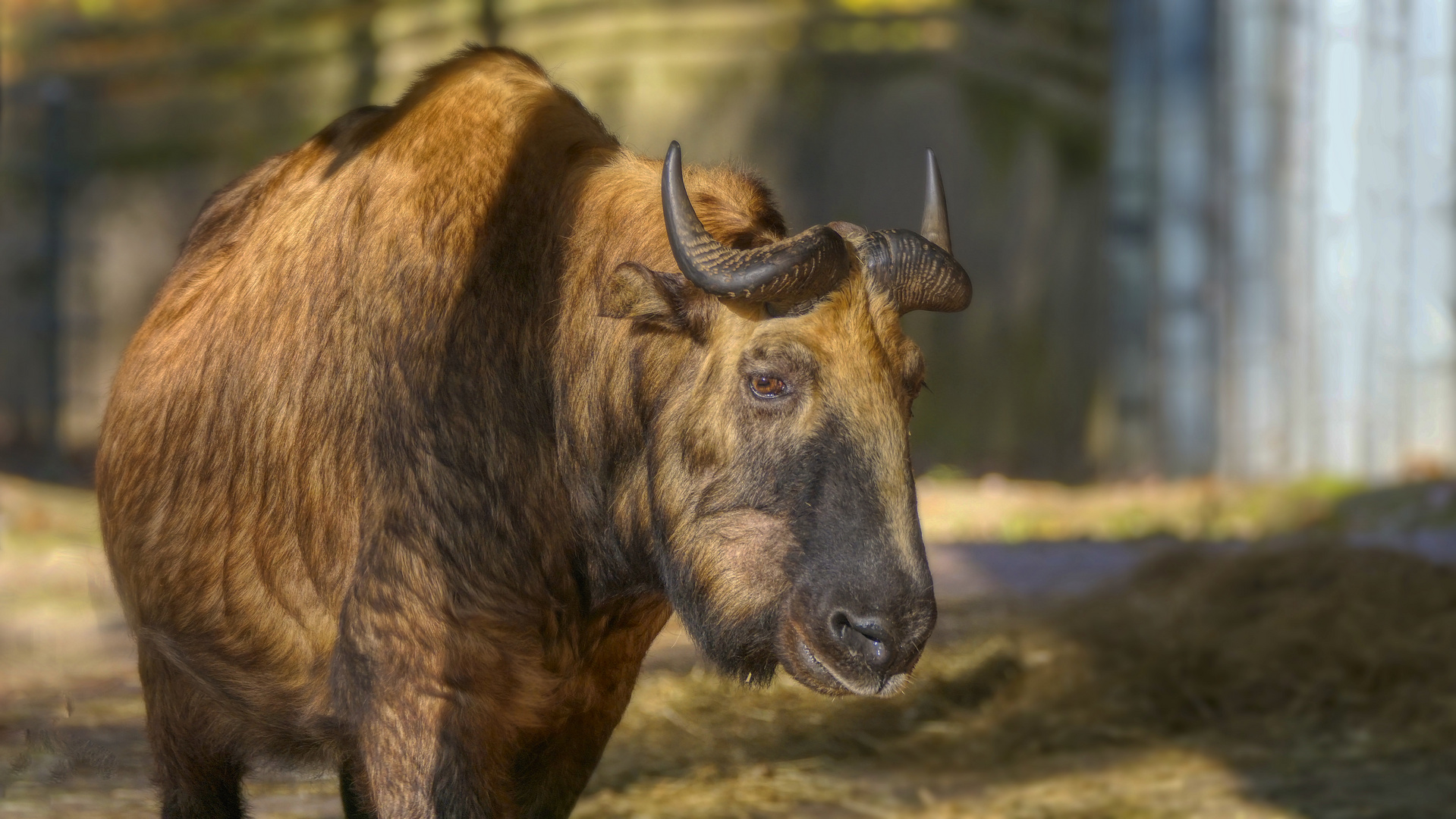 Takine Foto & Bild tiere, tiere allgem., natur Bilder auf