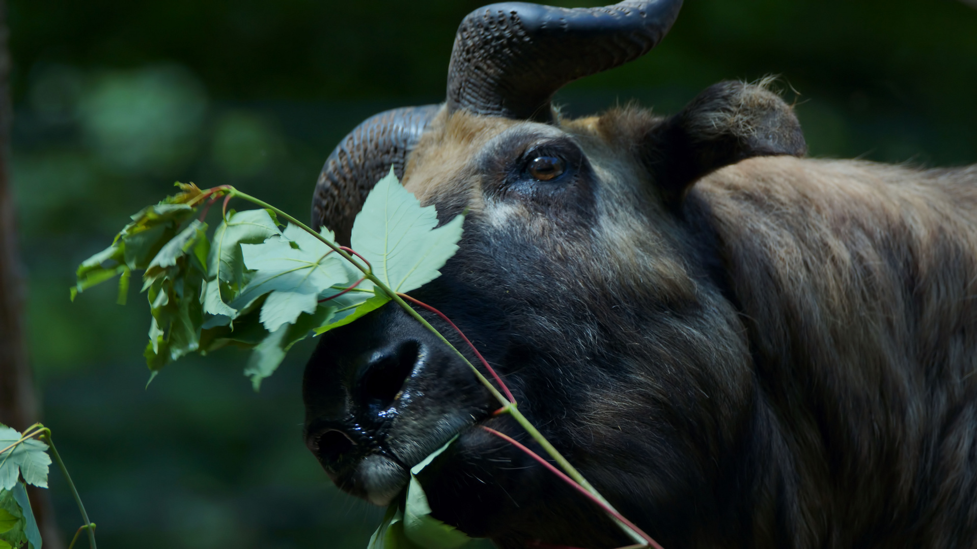 Takine Foto & Bild natur, tier, zoo Bilder auf