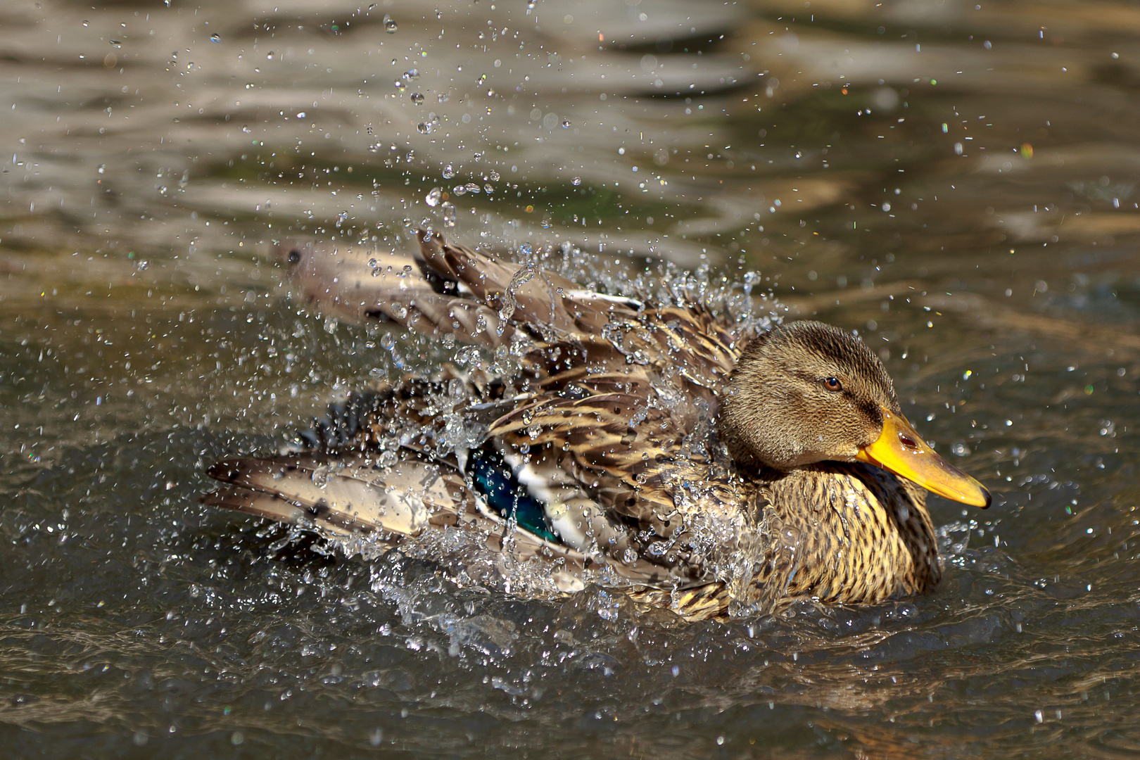 Taking a bath