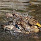 Taking a bath